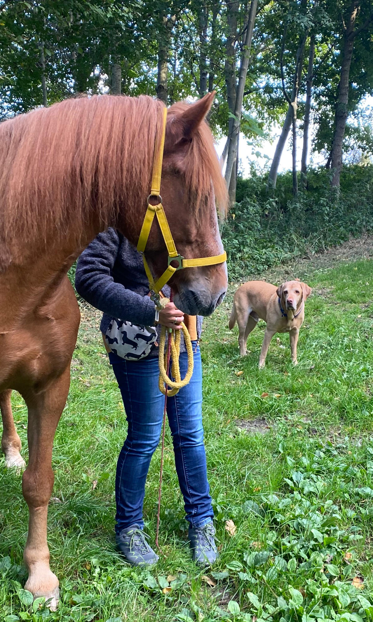 Hund und Pferd zusammenbringen