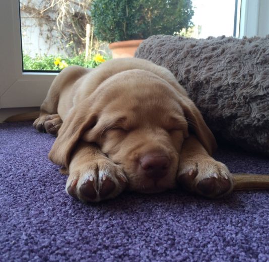 Ich begleite Sie und ihren Hund zur Welpenschule