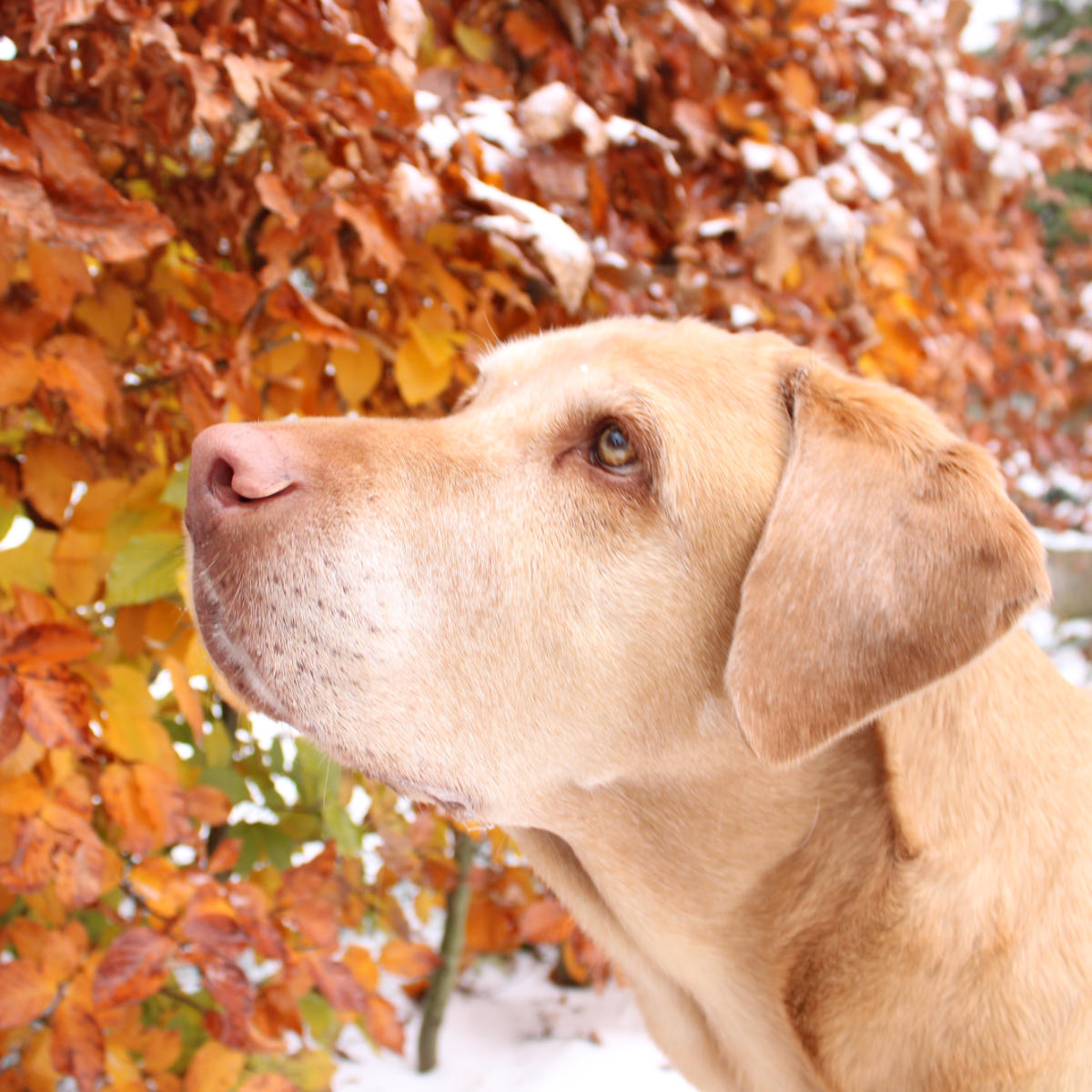 Ich möchte einen Hund und brauche Beratung